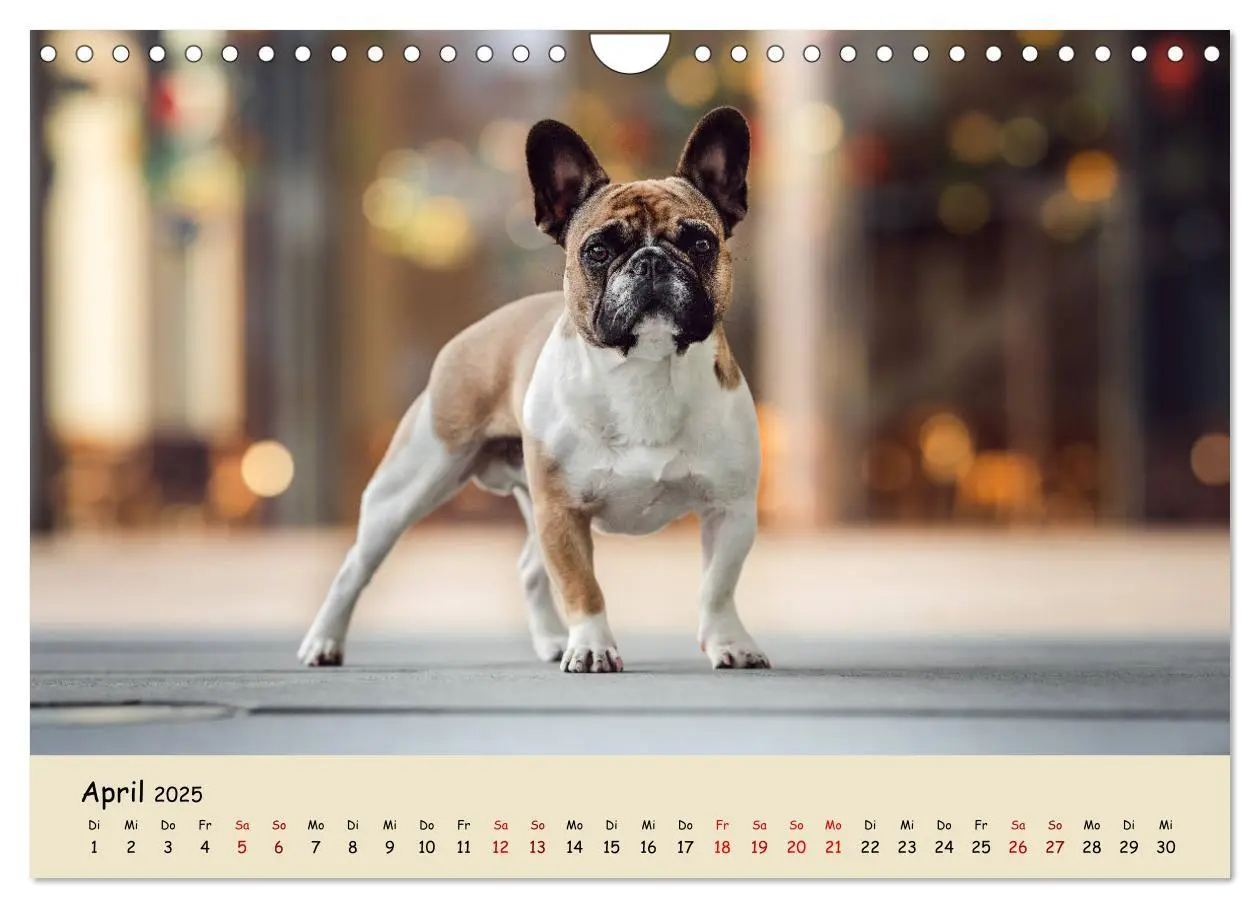 Bild: 9783435222506 | Französische Bulldogge - Clowns auf vier Pfoten (Wandkalender 2025...