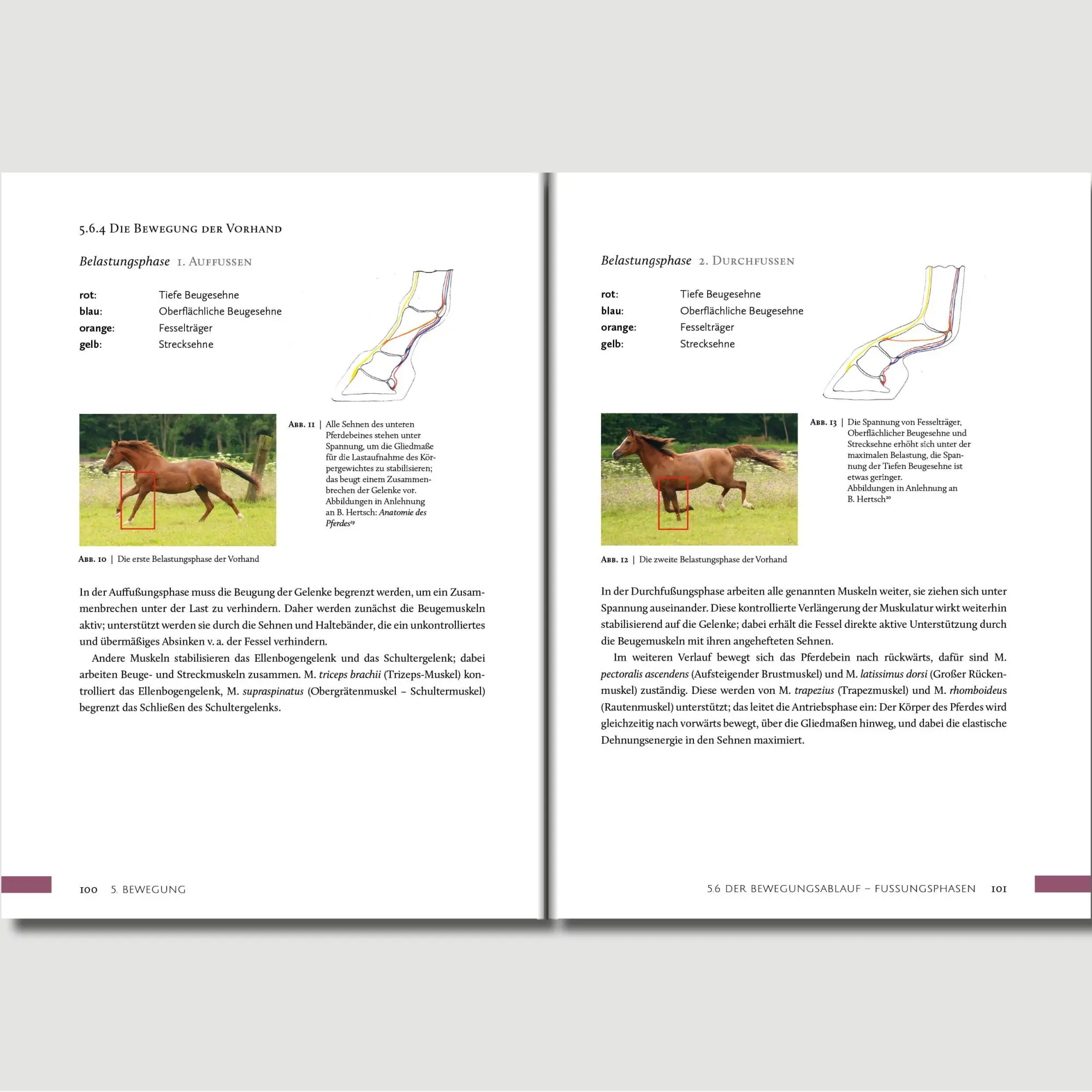 Bild: 9783758202506 | Hufwerk | Handbuch zum Pferdehuf | Kati Jurth | Taschenbuch | 304 S.
