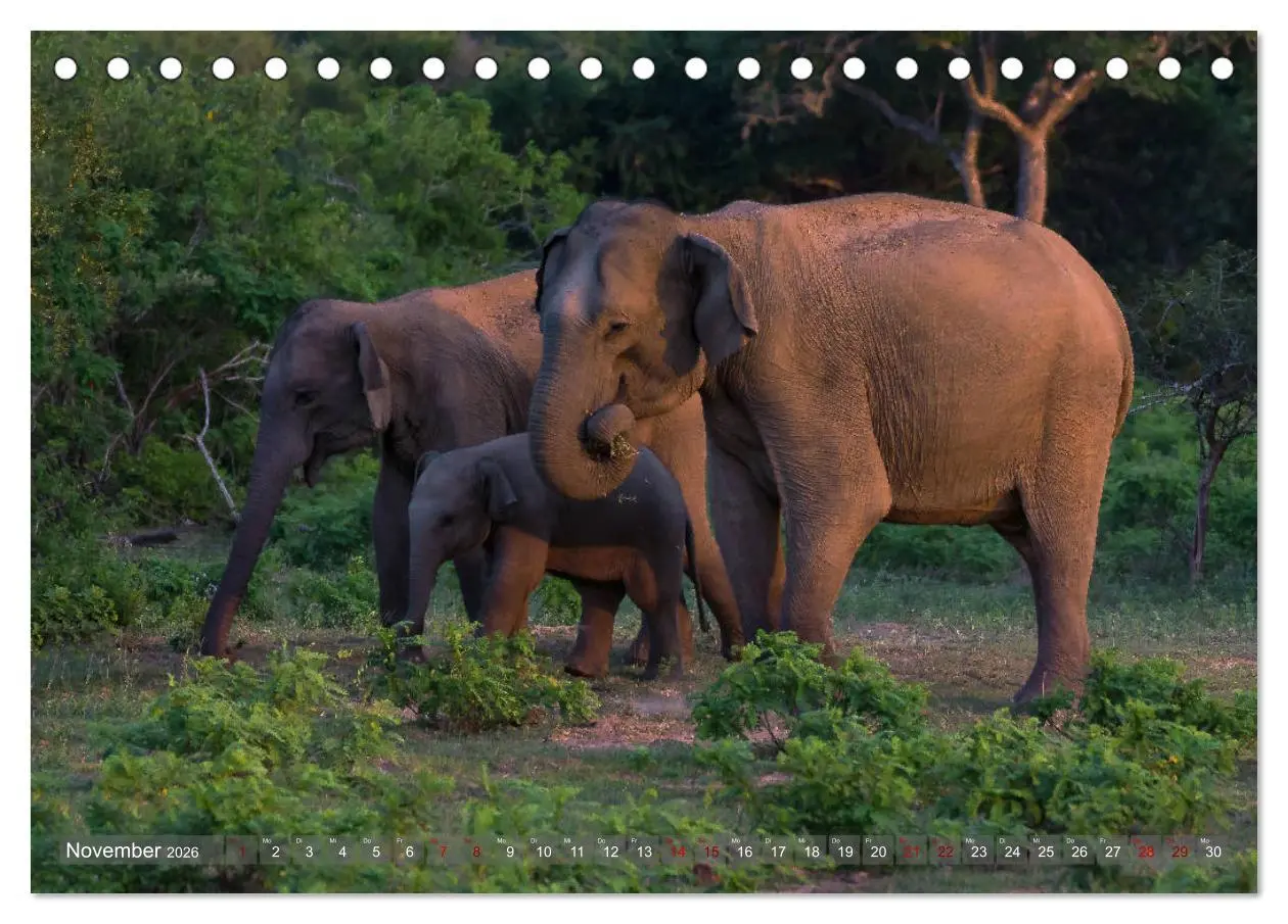 Bild: 9783457852606 | Reise nach Sri Lanka (Tischkalender 2026 DIN A5 quer), CALVENDO...
