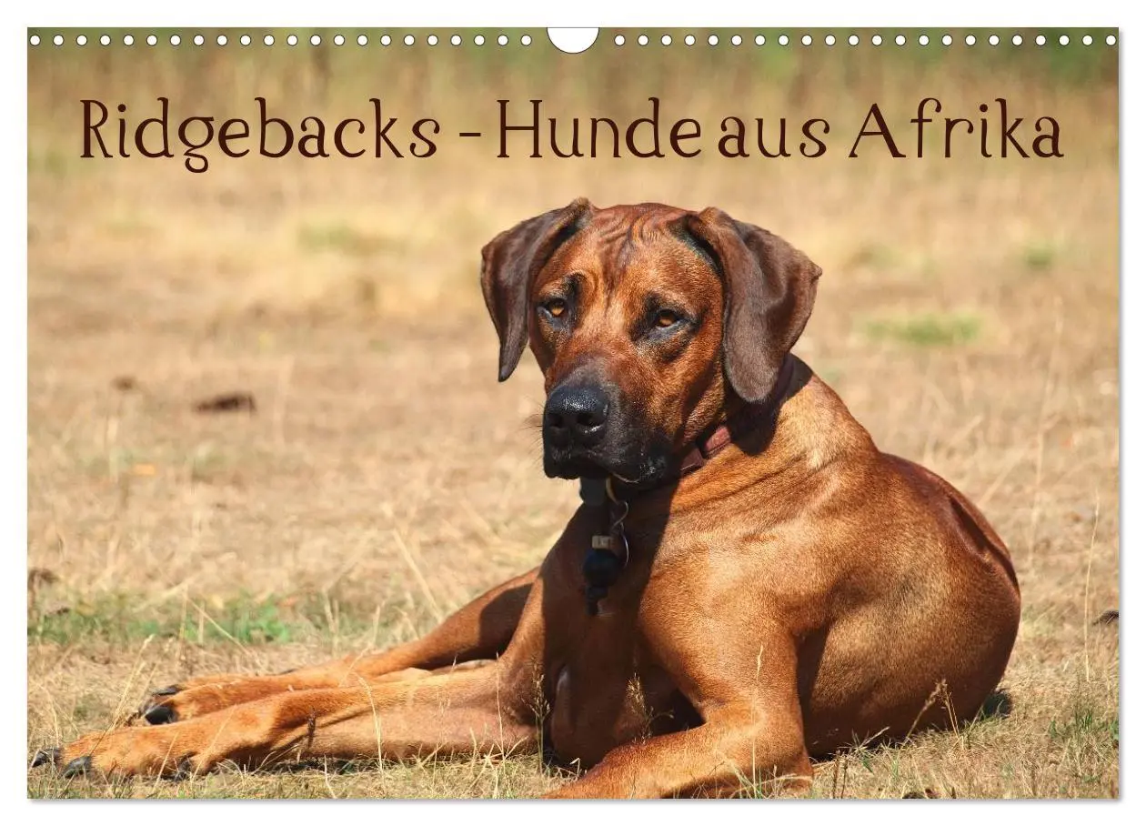 Cover: 9783516012606 | Ridgebacks - Hunde aus Afrika (Wandkalender 2026 DIN A3 quer),...