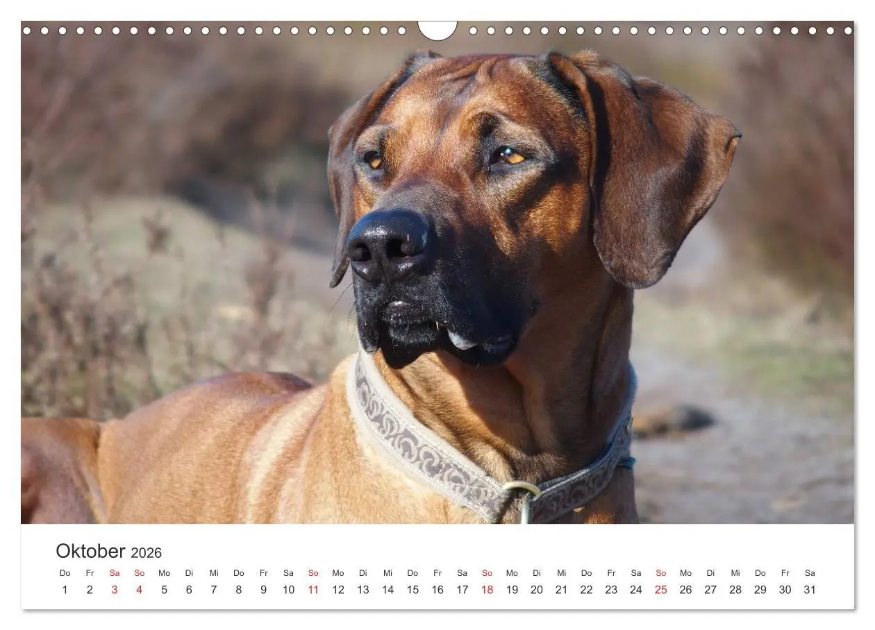 Bild: 9783516012606 | Ridgebacks - Hunde aus Afrika (Wandkalender 2026 DIN A3 quer),...