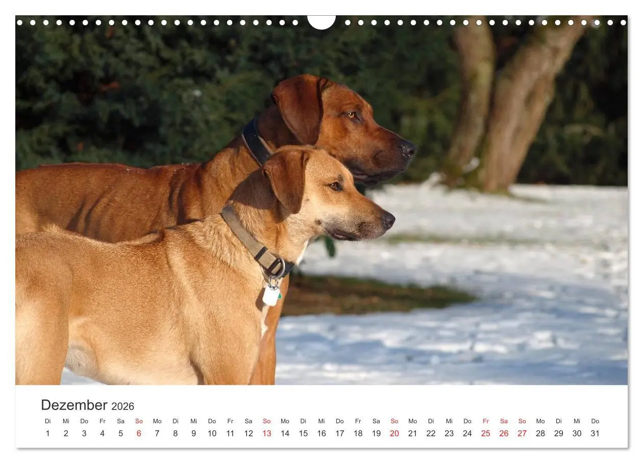Bild: 9783516012606 | Ridgebacks - Hunde aus Afrika (Wandkalender 2026 DIN A3 quer),...