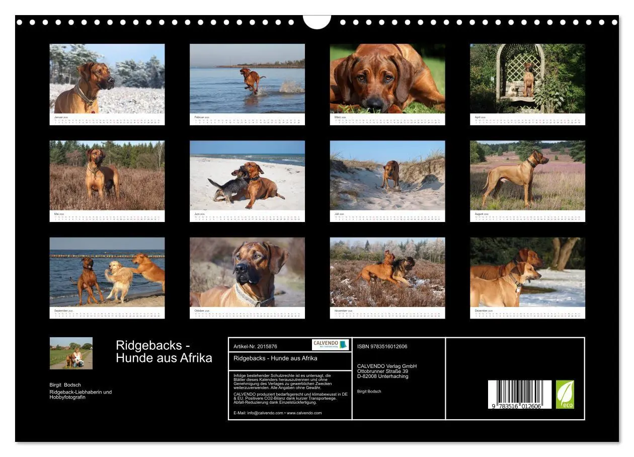 Bild: 9783516012606 | Ridgebacks - Hunde aus Afrika (Wandkalender 2026 DIN A3 quer),...