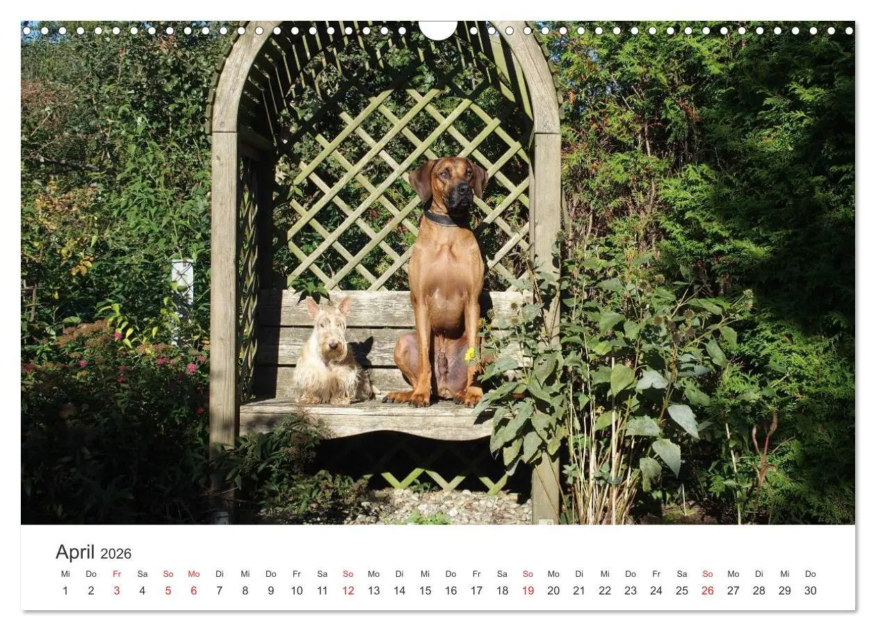 Bild: 9783516012606 | Ridgebacks - Hunde aus Afrika (Wandkalender 2026 DIN A3 quer),...