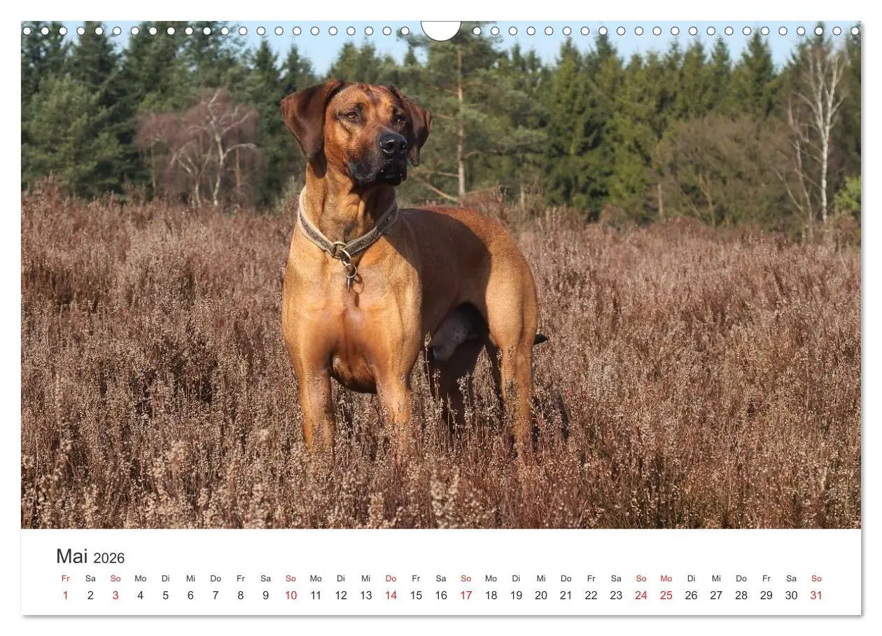 Bild: 9783516012606 | Ridgebacks - Hunde aus Afrika (Wandkalender 2026 DIN A3 quer),...