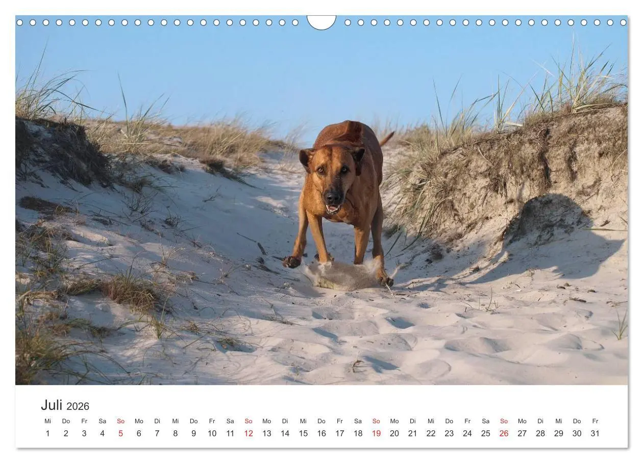 Bild: 9783516012606 | Ridgebacks - Hunde aus Afrika (Wandkalender 2026 DIN A3 quer),...