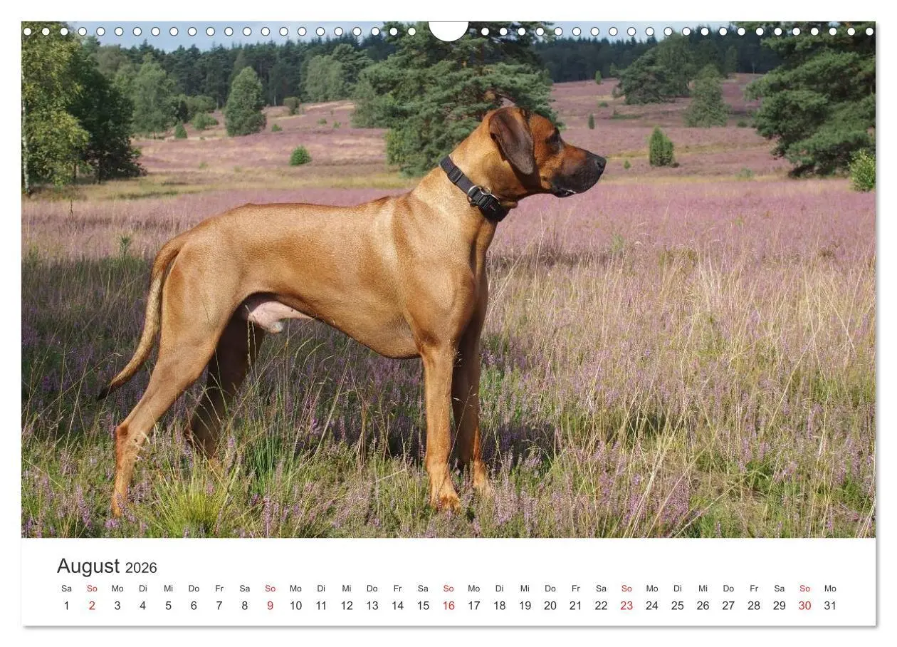 Bild: 9783516012606 | Ridgebacks - Hunde aus Afrika (Wandkalender 2026 DIN A3 quer),...