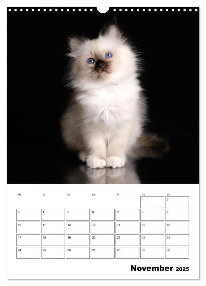 Bild: 9783435062706 | Heilige Birma Kitten - süße kleine Flauschbällchen (Wandkalender...
