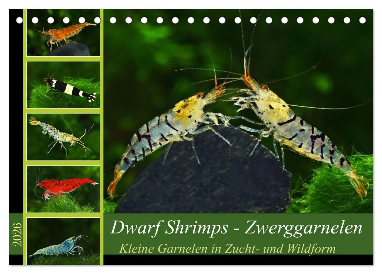 Cover: 9783457532706 | Dwarf Shrimps - Zwerggarnelen (Tischkalender 2026 DIN A5 quer),...