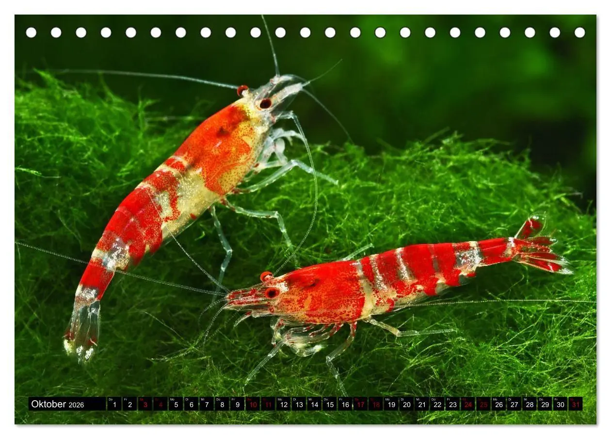 Bild: 9783457532706 | Dwarf Shrimps - Zwerggarnelen (Tischkalender 2026 DIN A5 quer),...
