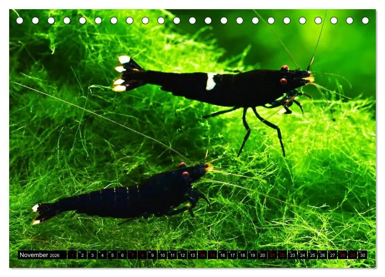 Bild: 9783457532706 | Dwarf Shrimps - Zwerggarnelen (Tischkalender 2026 DIN A5 quer),...