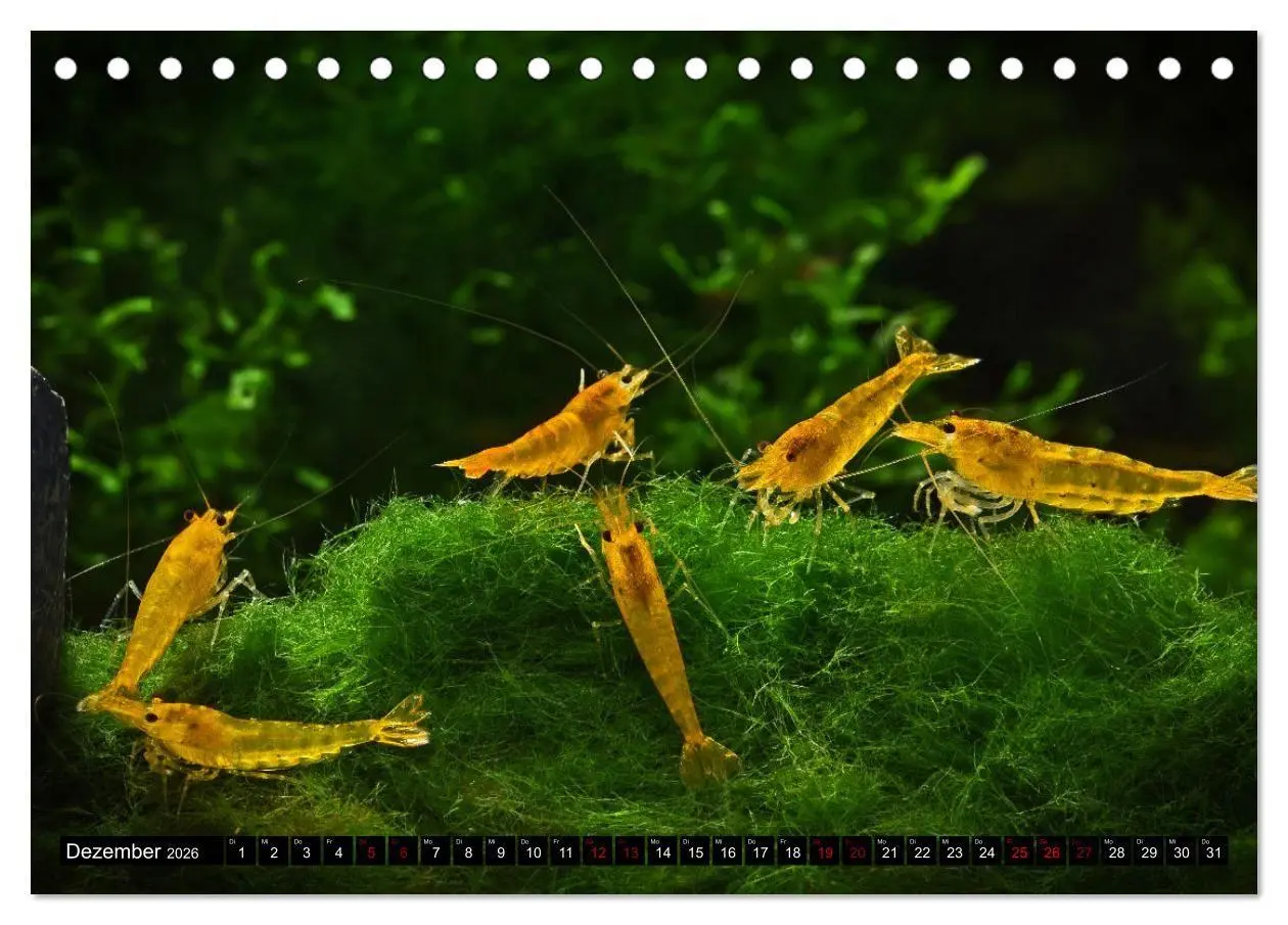 Bild: 9783457532706 | Dwarf Shrimps - Zwerggarnelen (Tischkalender 2026 DIN A5 quer),...