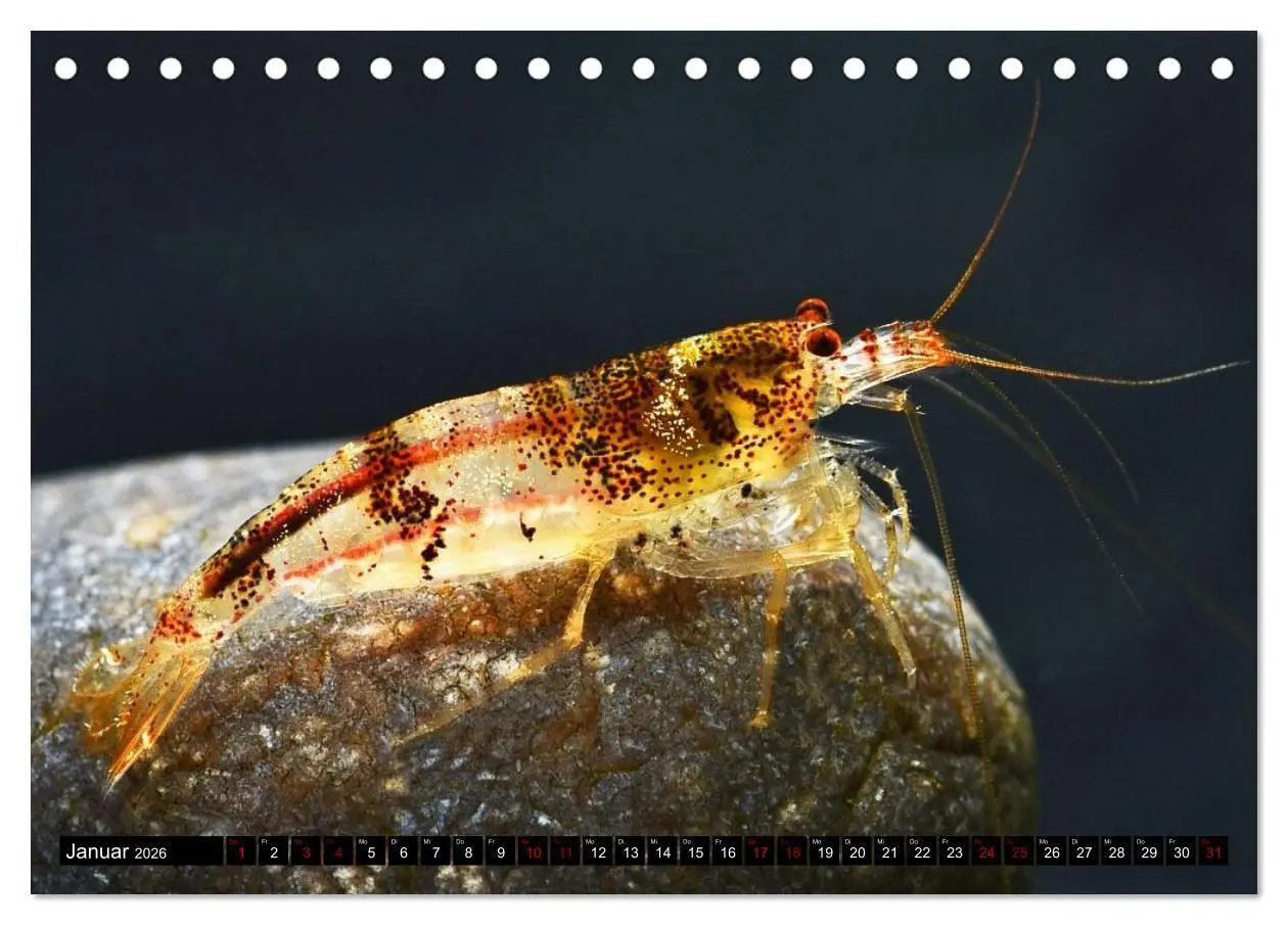 Bild: 9783457532706 | Dwarf Shrimps - Zwerggarnelen (Tischkalender 2026 DIN A5 quer),...