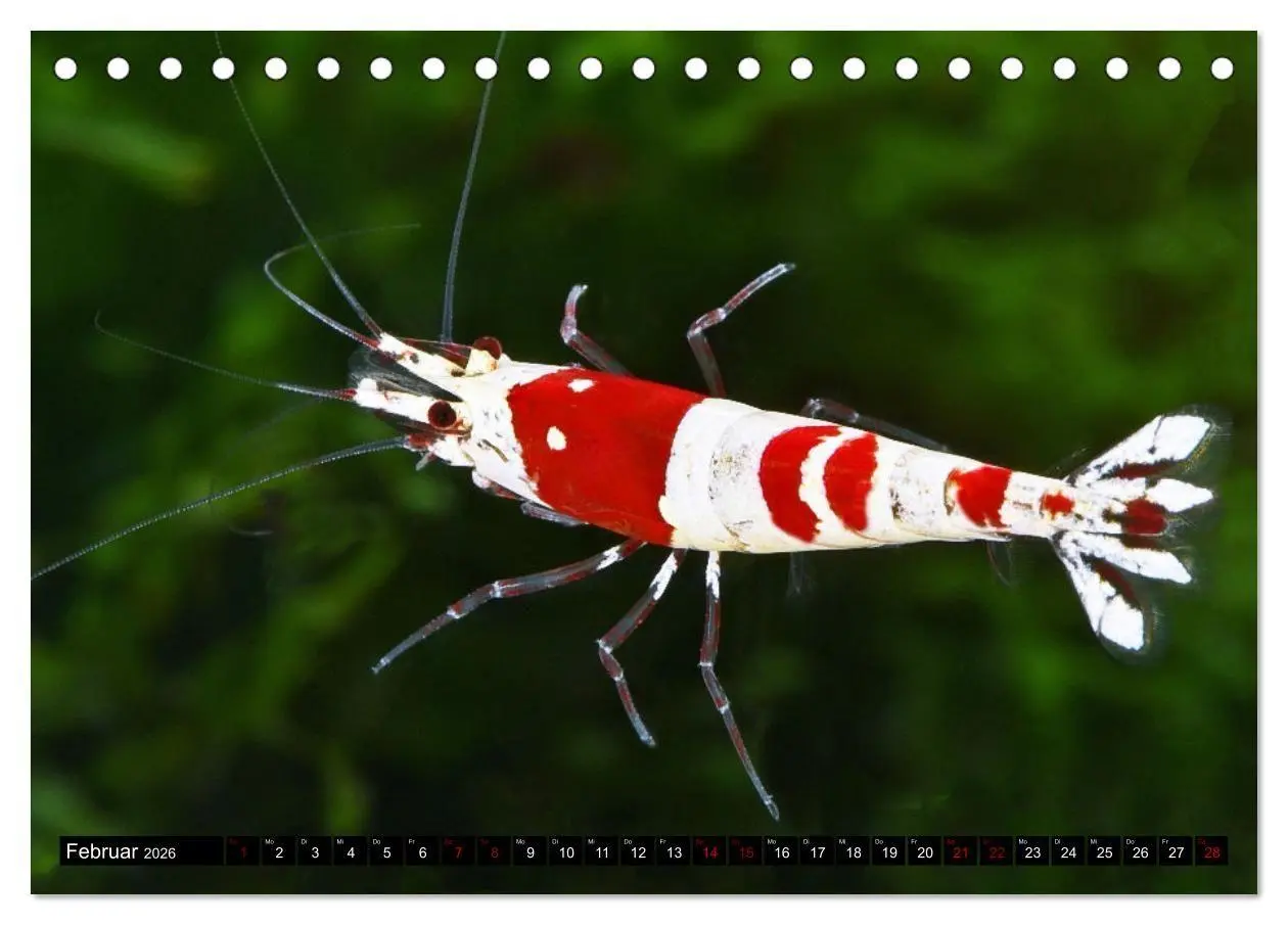 Bild: 9783457532706 | Dwarf Shrimps - Zwerggarnelen (Tischkalender 2026 DIN A5 quer),...