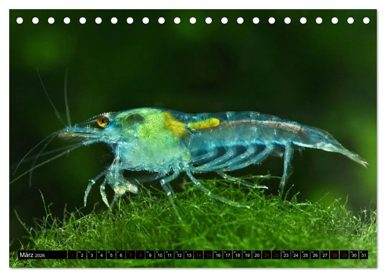 Bild: 9783457532706 | Dwarf Shrimps - Zwerggarnelen (Tischkalender 2026 DIN A5 quer),...