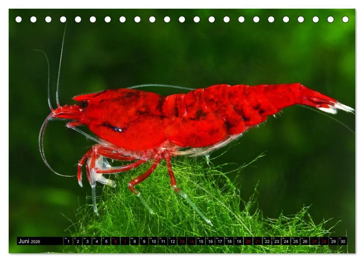 Bild: 9783457532706 | Dwarf Shrimps - Zwerggarnelen (Tischkalender 2026 DIN A5 quer),...