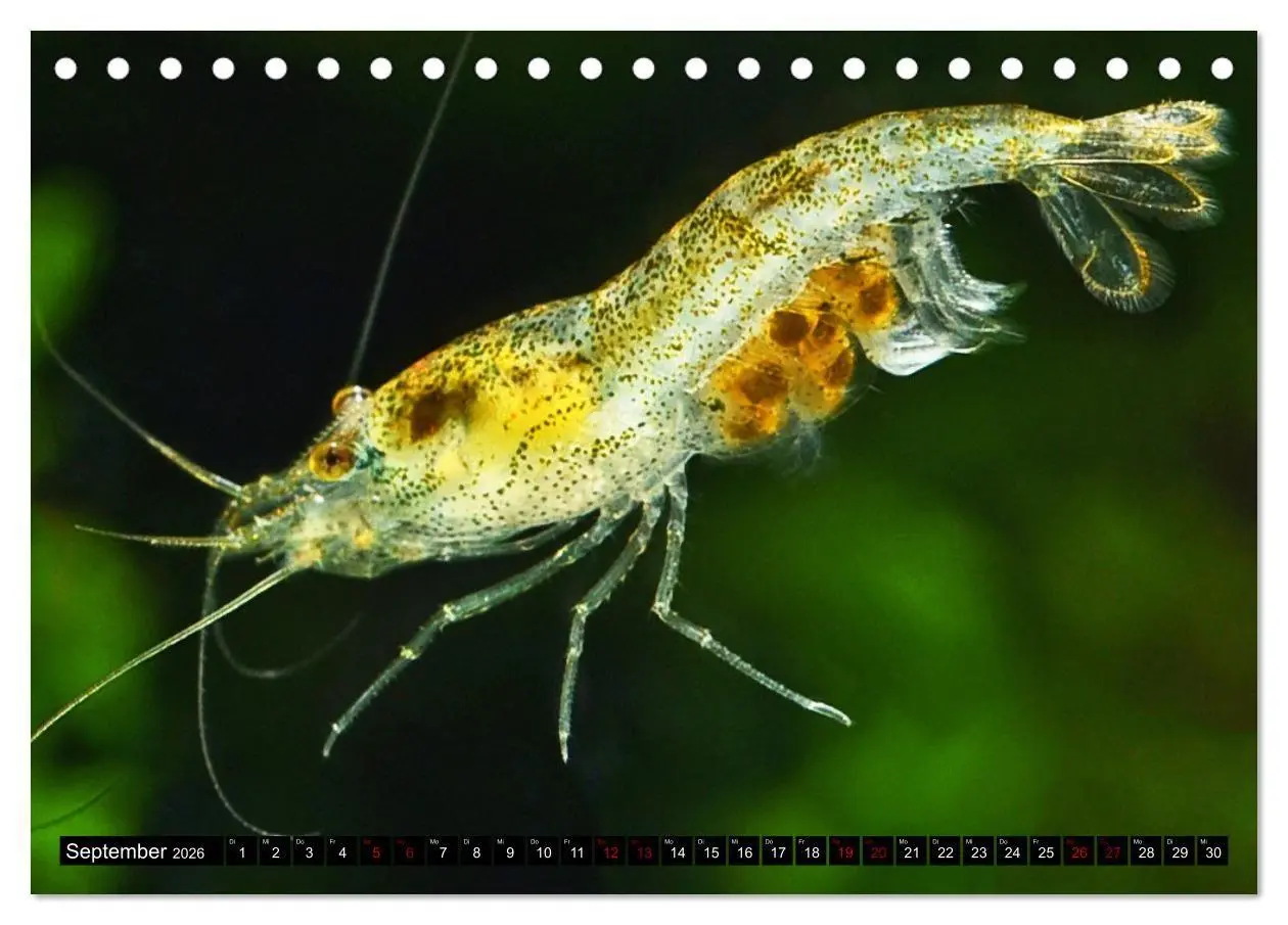 Bild: 9783457532706 | Dwarf Shrimps - Zwerggarnelen (Tischkalender 2026 DIN A5 quer),...