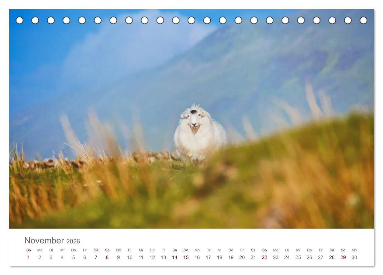 Bild: 9783457842706 | Schafe - Weich und wollig (Tischkalender 2026 DIN A5 quer),...