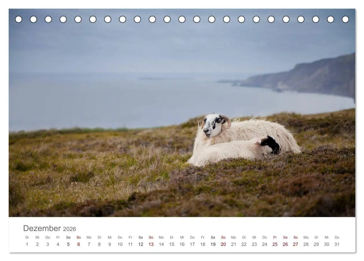Bild: 9783457842706 | Schafe - Weich und wollig (Tischkalender 2026 DIN A5 quer),...