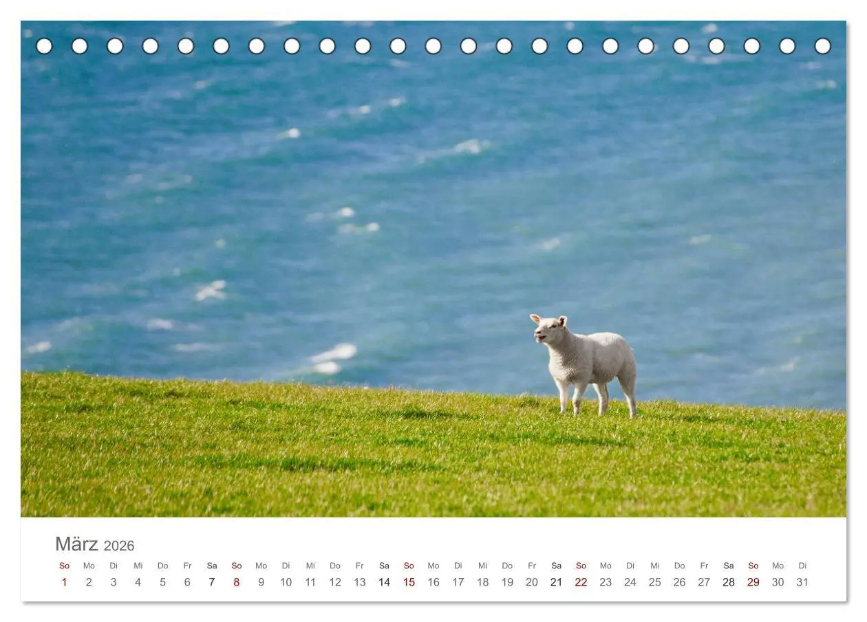 Bild: 9783457842706 | Schafe - Weich und wollig (Tischkalender 2026 DIN A5 quer),...