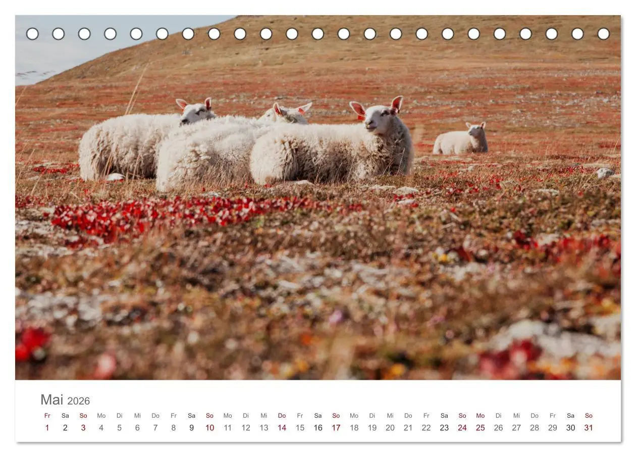 Bild: 9783457842706 | Schafe - Weich und wollig (Tischkalender 2026 DIN A5 quer),...