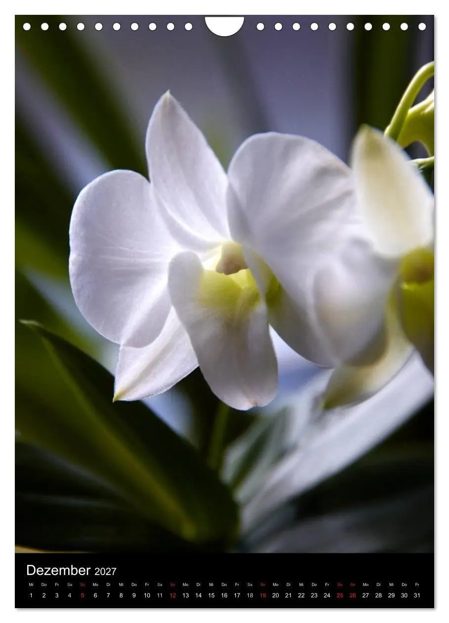 Bild: 9783594222706 | Faszination Orchideen (Wandkalender 2027 DIN A4 hoch), CALVENDO...