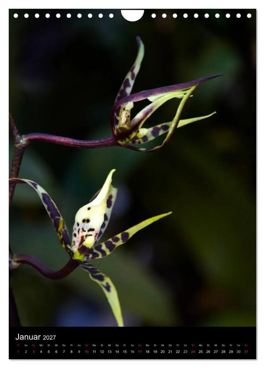 Bild: 9783594222706 | Faszination Orchideen (Wandkalender 2027 DIN A4 hoch), CALVENDO...