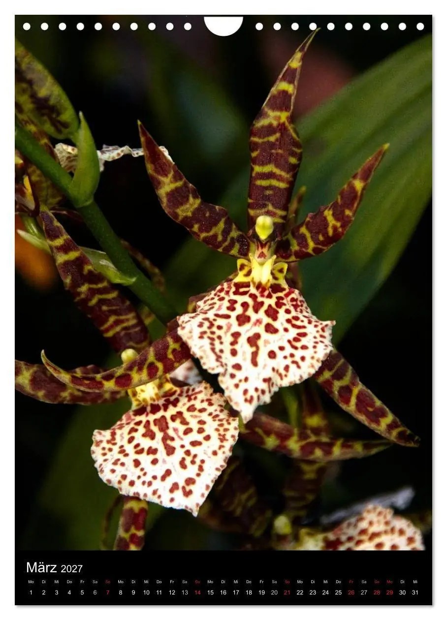 Bild: 9783594222706 | Faszination Orchideen (Wandkalender 2027 DIN A4 hoch), CALVENDO...