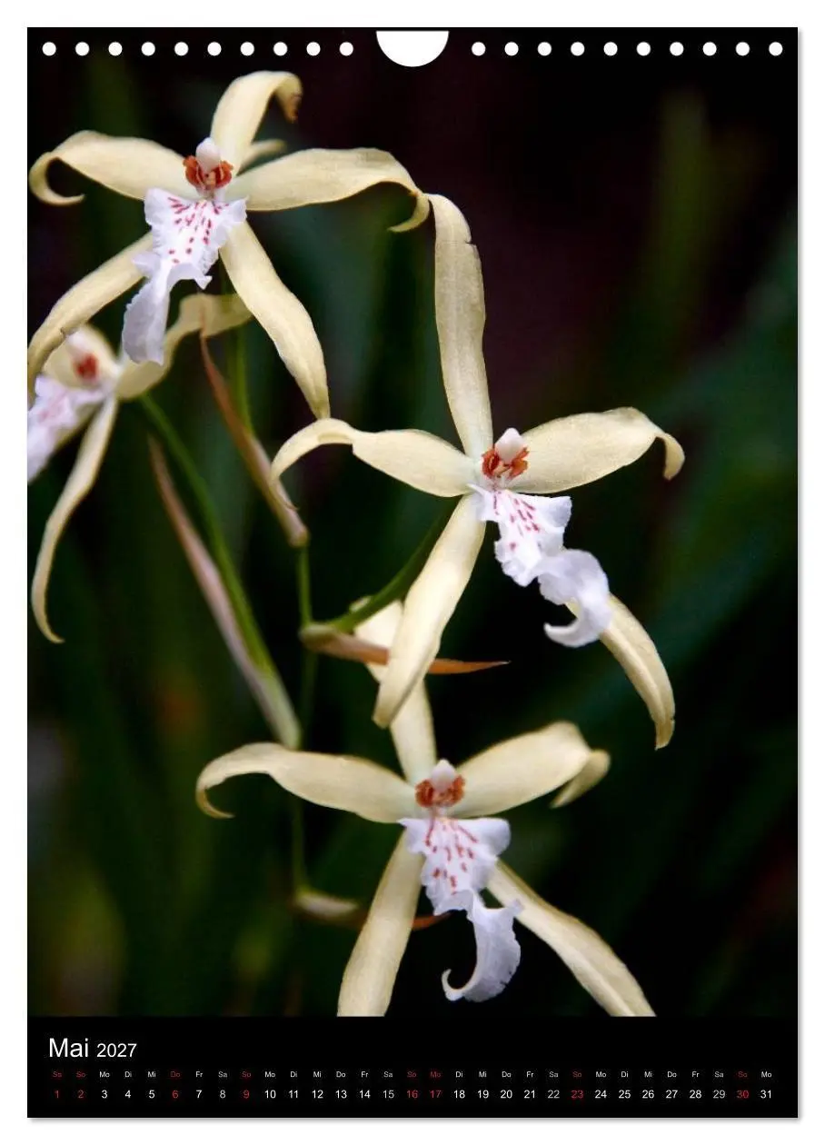 Bild: 9783594222706 | Faszination Orchideen (Wandkalender 2027 DIN A4 hoch), CALVENDO...