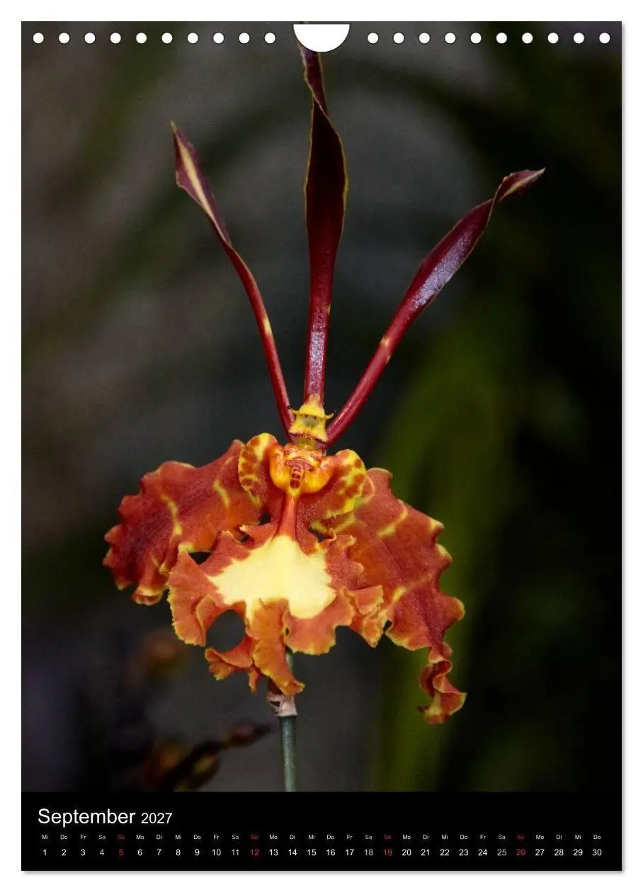 Bild: 9783594222706 | Faszination Orchideen (Wandkalender 2027 DIN A4 hoch), CALVENDO...