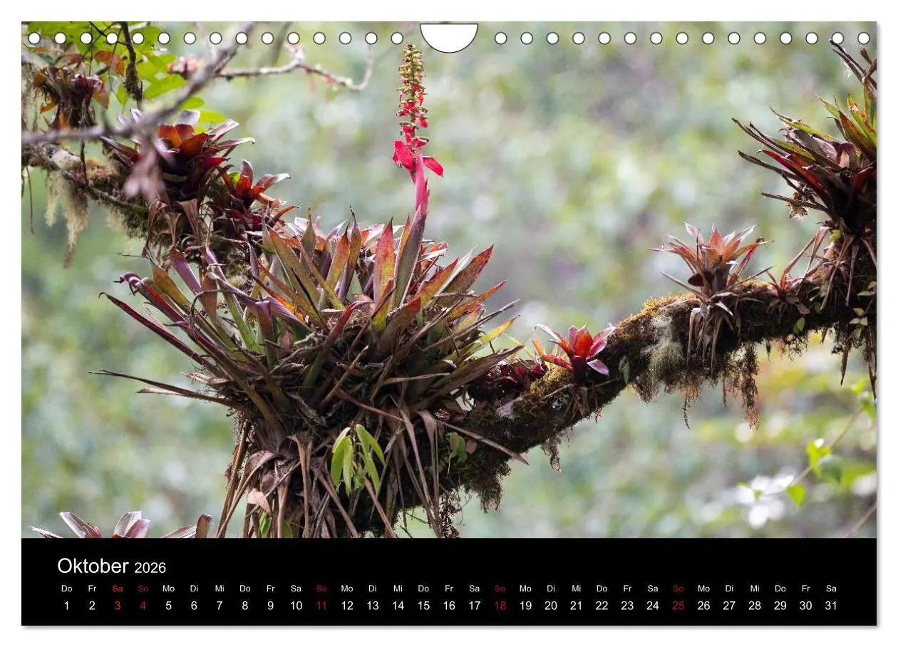 Bild: 9783516092806 | Costa Rica - Regenwald und Vulkane (Wandkalender 2026 DIN A4 quer),...