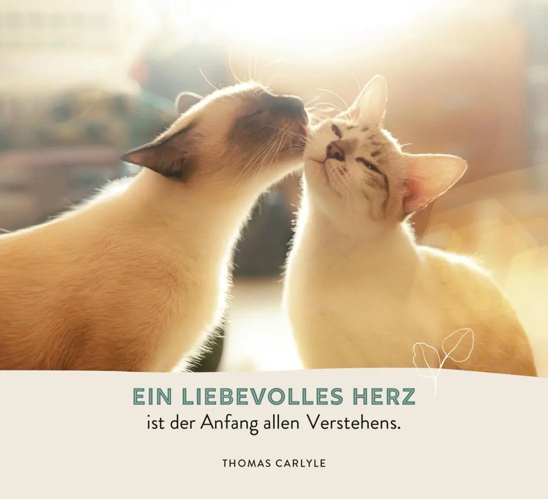 Bild: 9783848502806 | Zur Hochzeit | Julia Buck | Taschenbuch | 144 S. | Deutsch | 2025