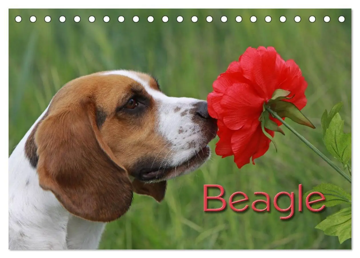 Cover: 9783516152906 | Beagle (Tischkalender 2026 DIN A5 quer), CALVENDO Monatskalender