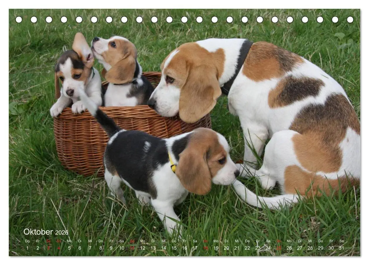 Bild: 9783516152906 | Beagle (Tischkalender 2026 DIN A5 quer), CALVENDO Monatskalender