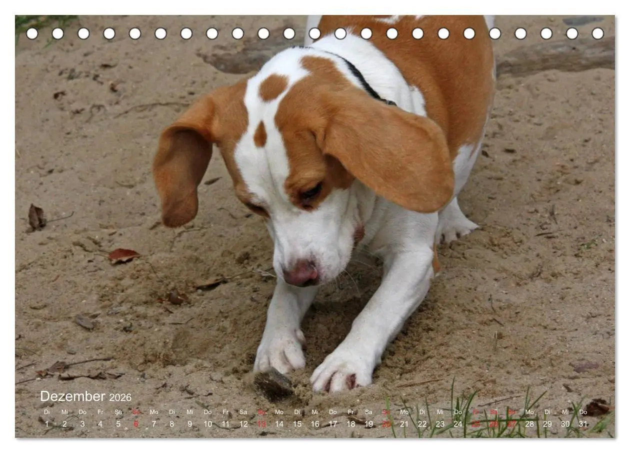 Bild: 9783516152906 | Beagle (Tischkalender 2026 DIN A5 quer), CALVENDO Monatskalender