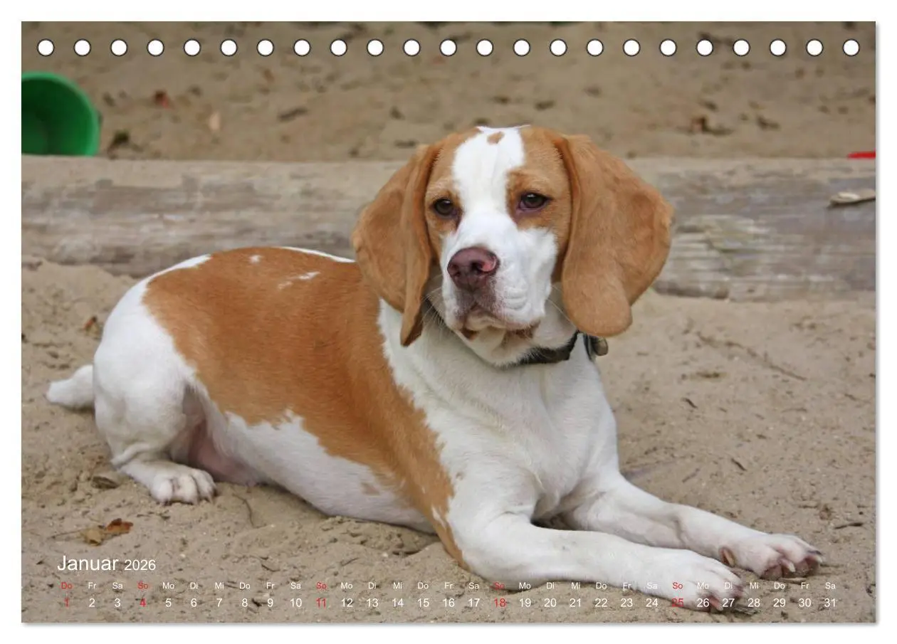 Bild: 9783516152906 | Beagle (Tischkalender 2026 DIN A5 quer), CALVENDO Monatskalender