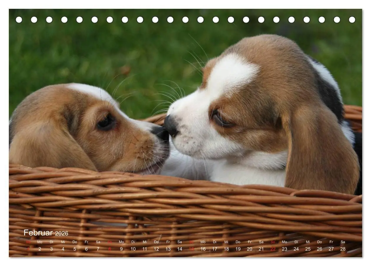 Bild: 9783516152906 | Beagle (Tischkalender 2026 DIN A5 quer), CALVENDO Monatskalender