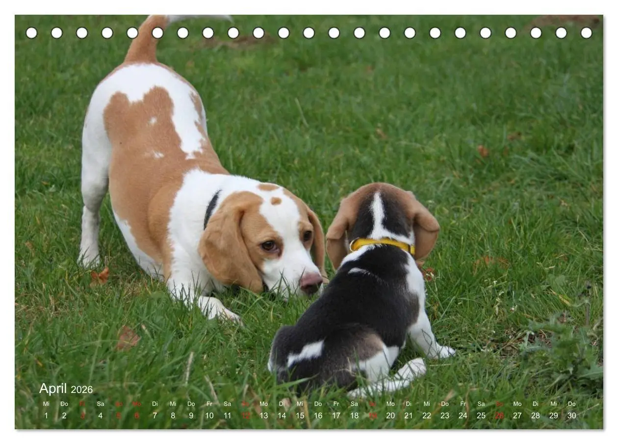 Bild: 9783516152906 | Beagle (Tischkalender 2026 DIN A5 quer), CALVENDO Monatskalender