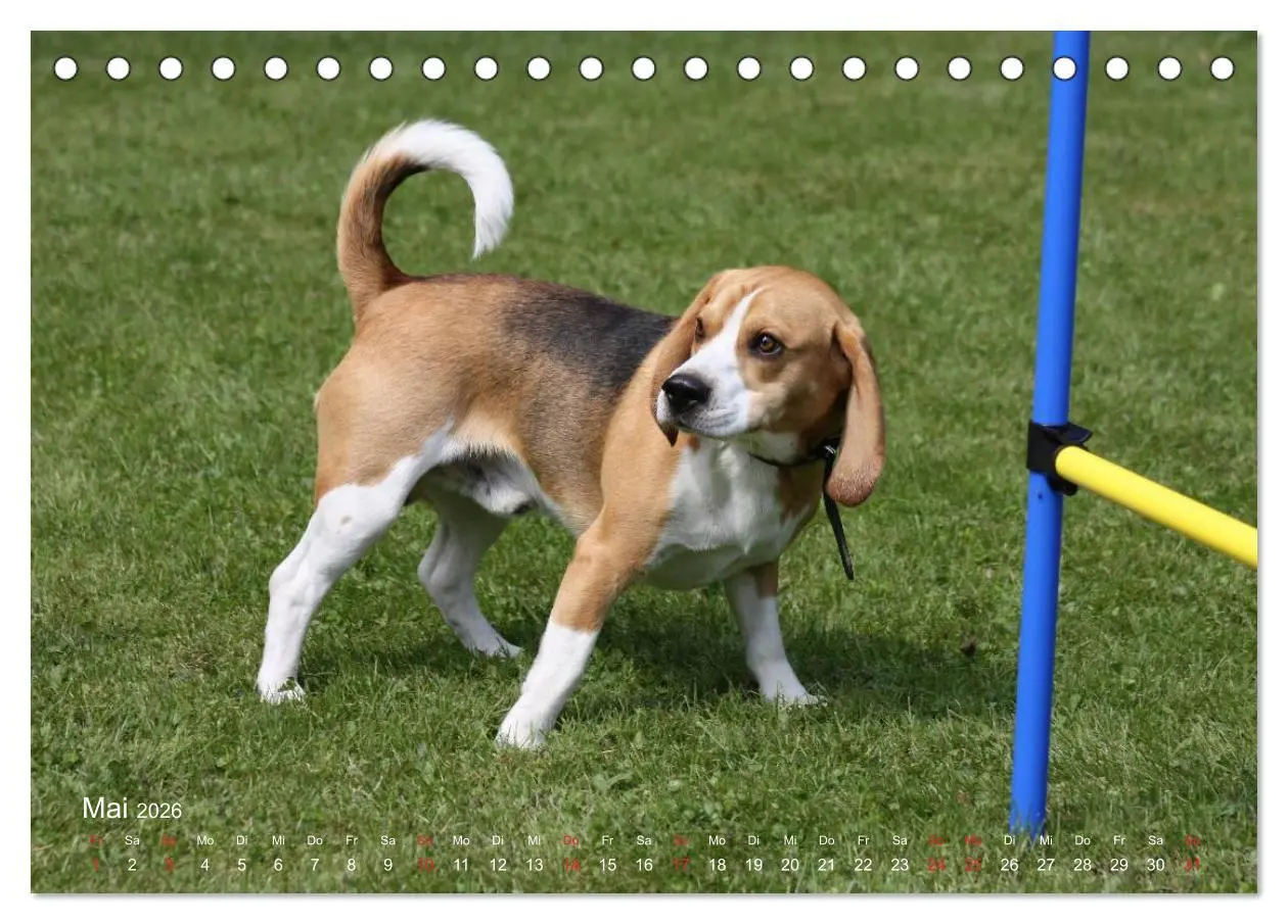 Bild: 9783516152906 | Beagle (Tischkalender 2026 DIN A5 quer), CALVENDO Monatskalender