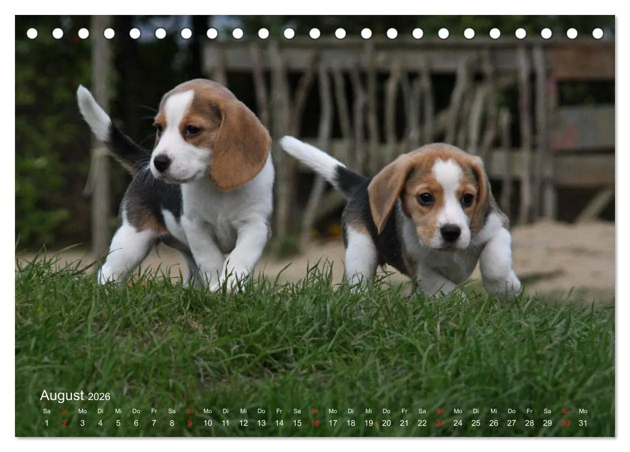 Bild: 9783516152906 | Beagle (Tischkalender 2026 DIN A5 quer), CALVENDO Monatskalender