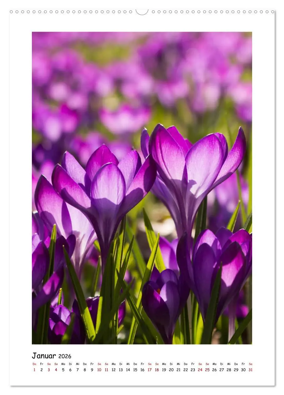 Bild: 9783516392906 | Lila Blütenzauber (hochwertiger Premium Wandkalender 2026 DIN A2...