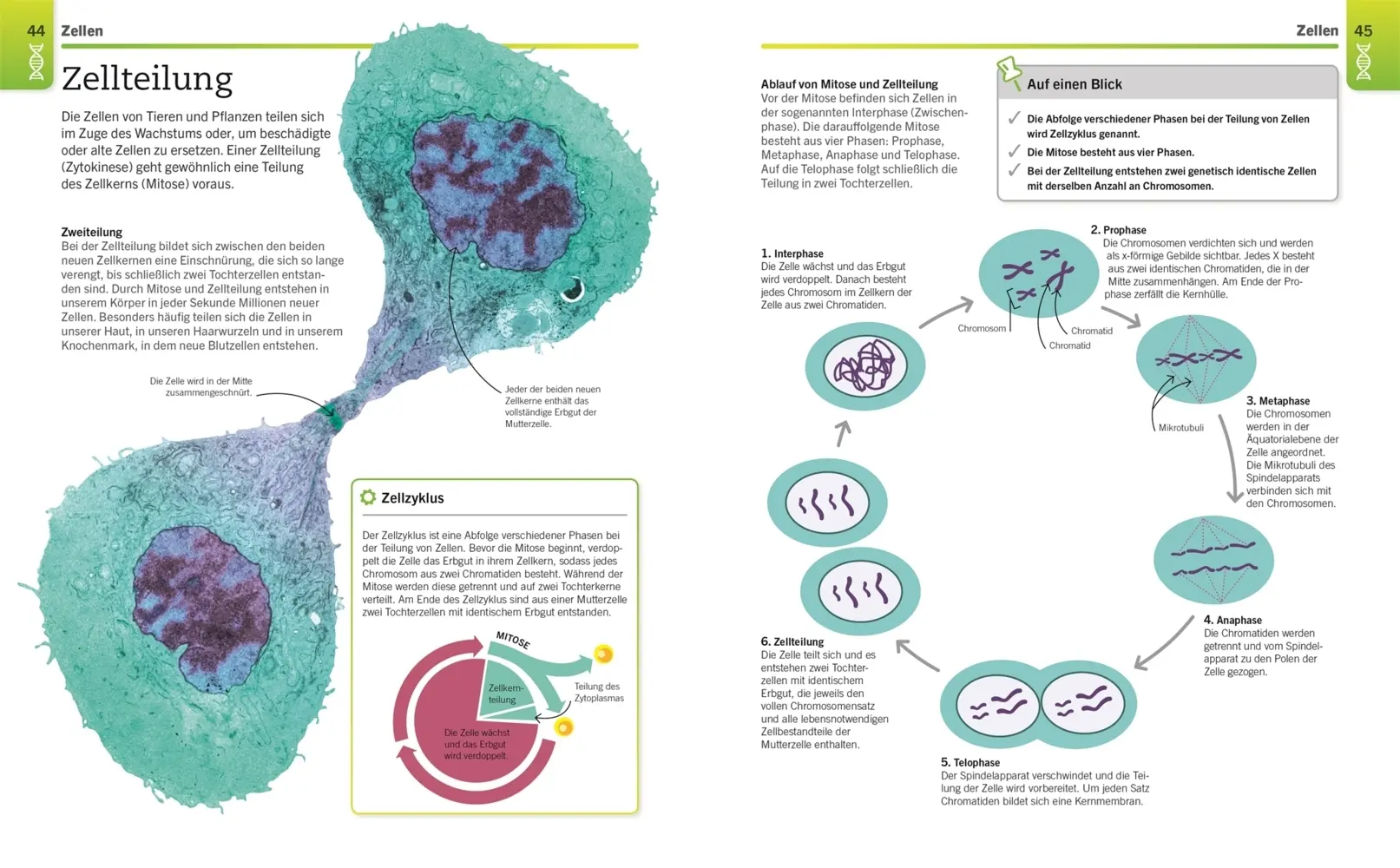 Bild: 9783831042906 | Visuelles Wissen. Biologie | DK Verlag | Taschenbuch | 288 S. | 2021