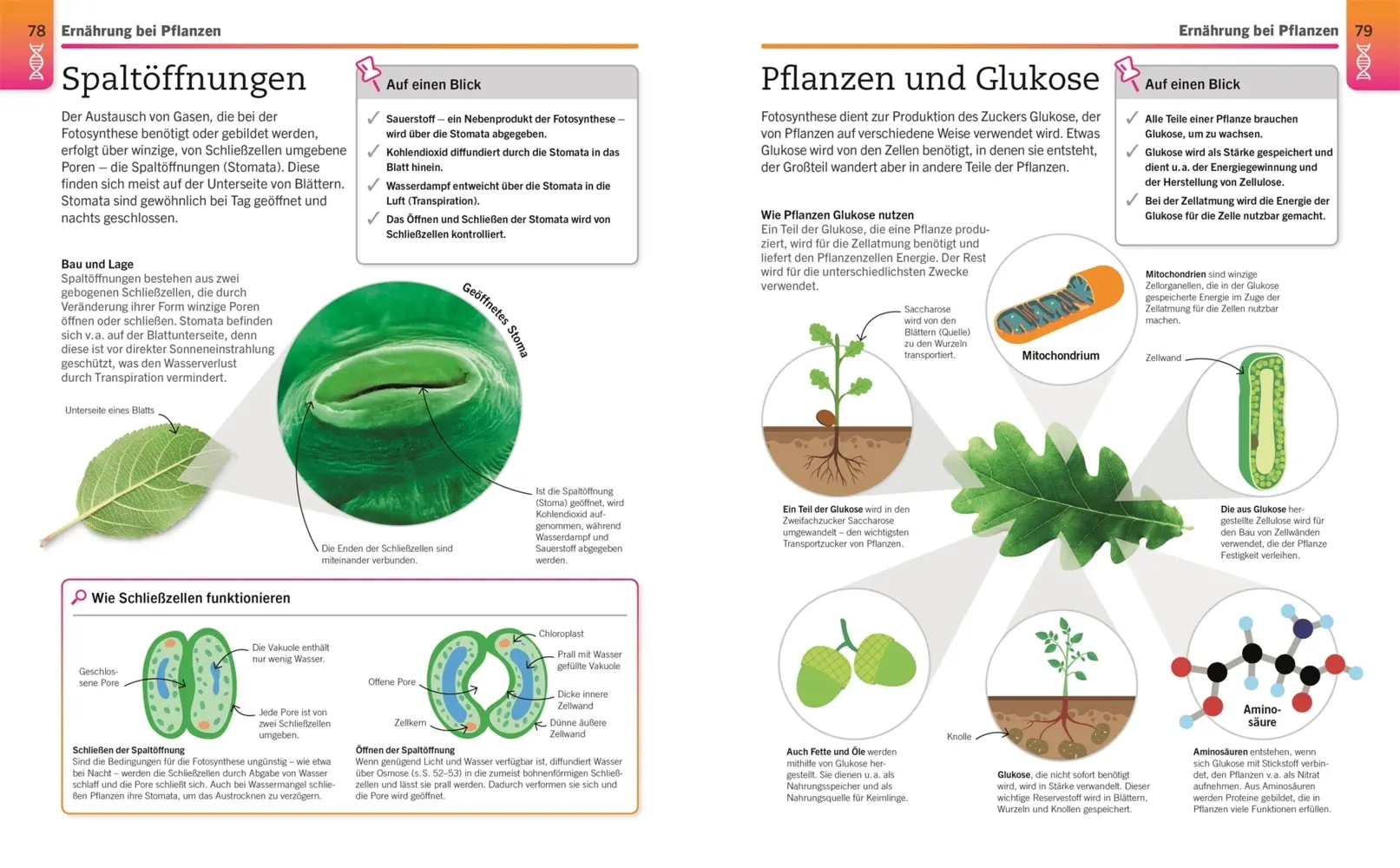 Bild: 9783831042906 | Visuelles Wissen. Biologie | DK Verlag | Taschenbuch | 288 S. | 2021