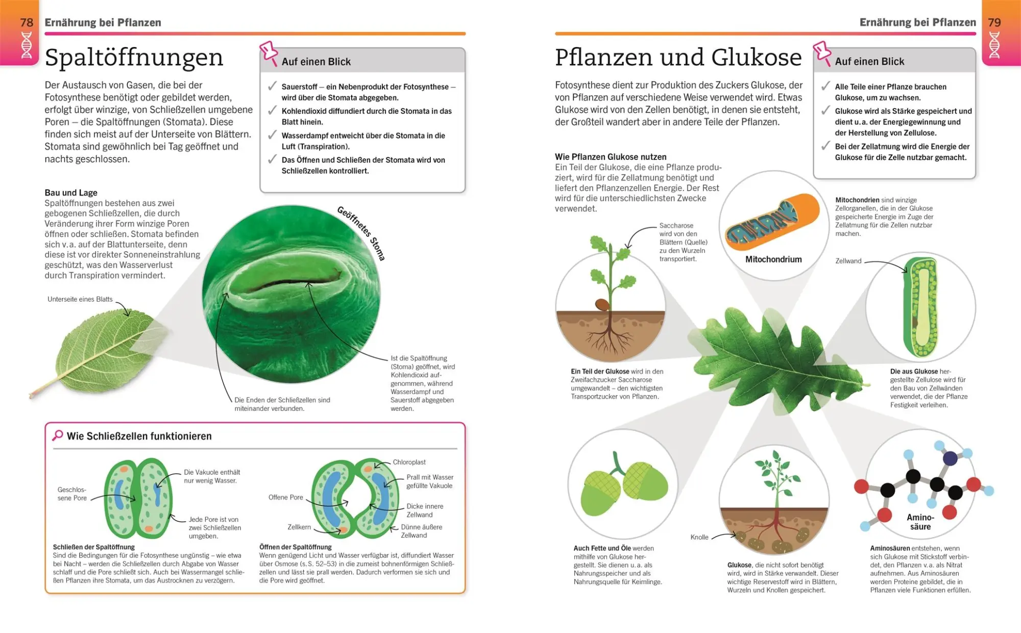 Bild: 9783831042906 | Visuelles Wissen. Biologie | DK Verlag | Taschenbuch | 288 S. | 2021