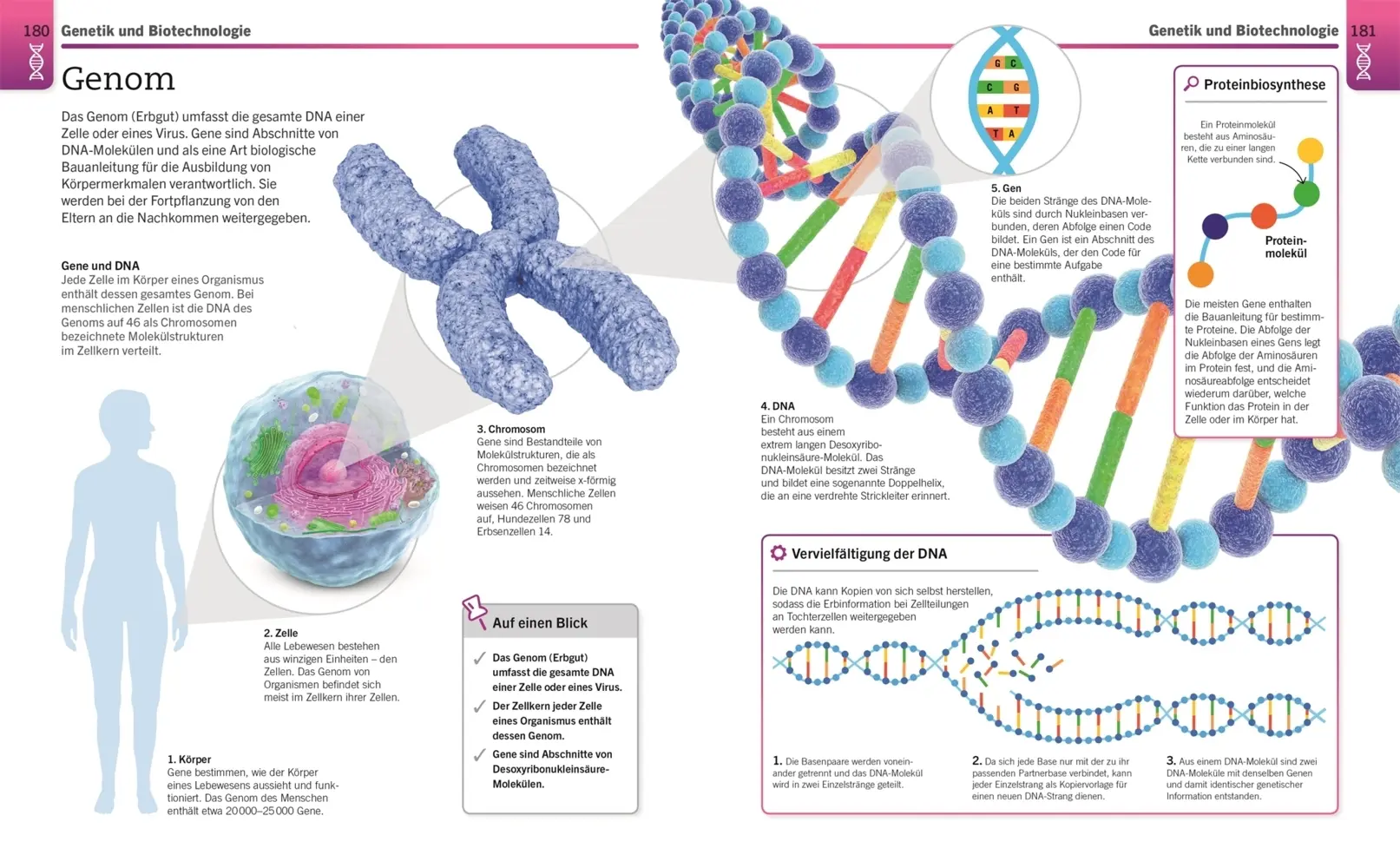 Bild: 9783831042906 | Visuelles Wissen. Biologie | DK Verlag | Taschenbuch | 288 S. | 2021