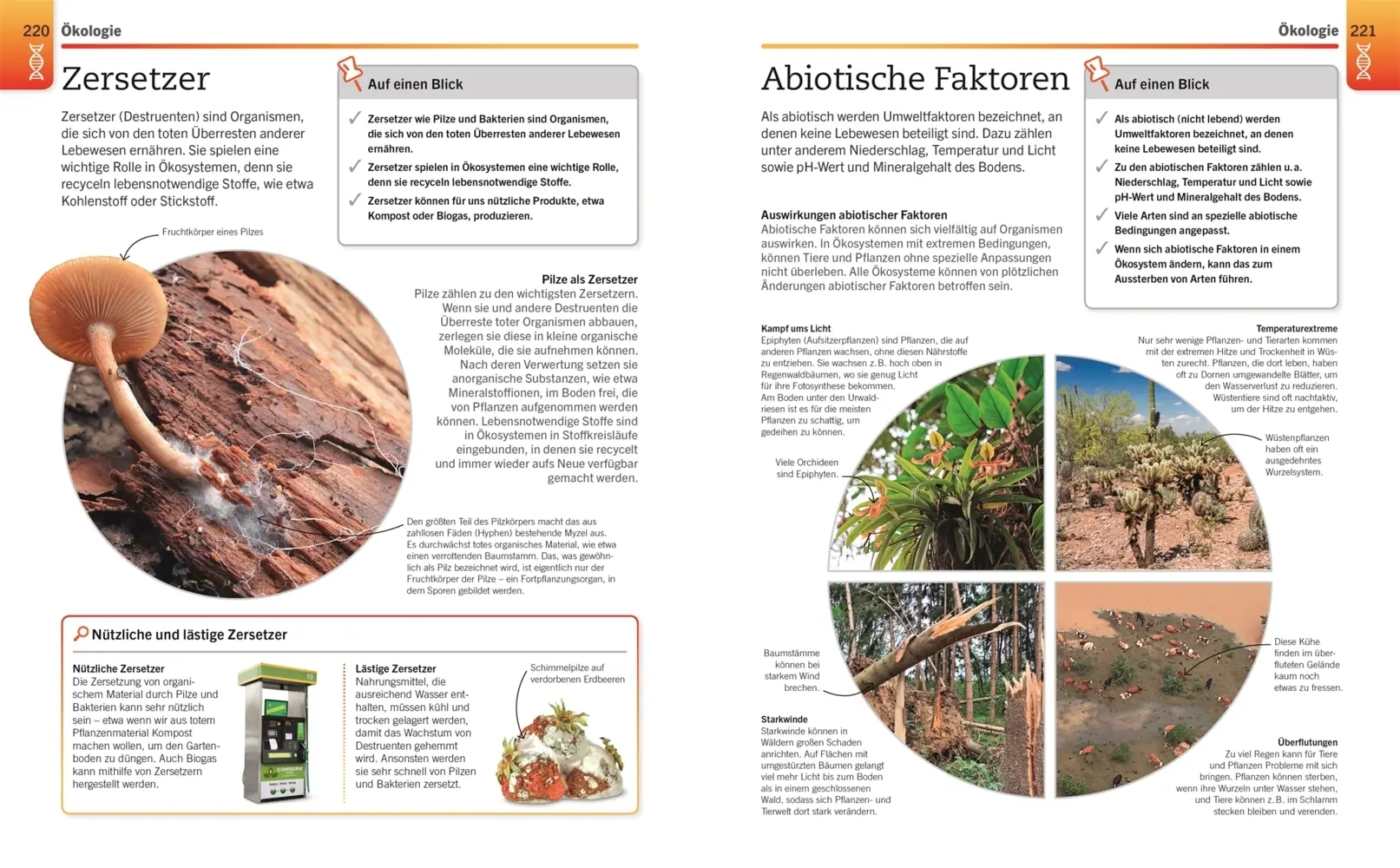 Bild: 9783831042906 | Visuelles Wissen. Biologie | DK Verlag | Taschenbuch | 288 S. | 2021