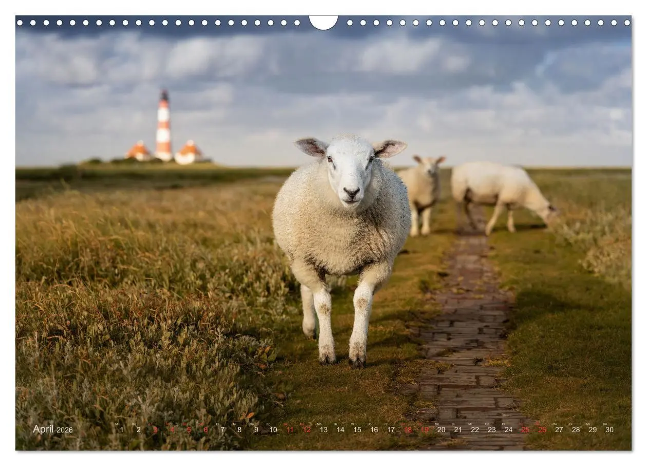 Bild: 9783457573006 | Wunderschönes Eiderstedt (Wandkalender 2026 DIN A3 quer), CALVENDO...
