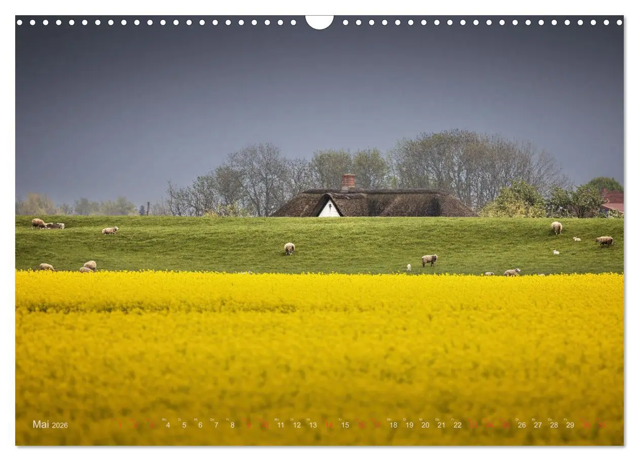 Bild: 9783457573006 | Wunderschönes Eiderstedt (Wandkalender 2026 DIN A3 quer), CALVENDO...
