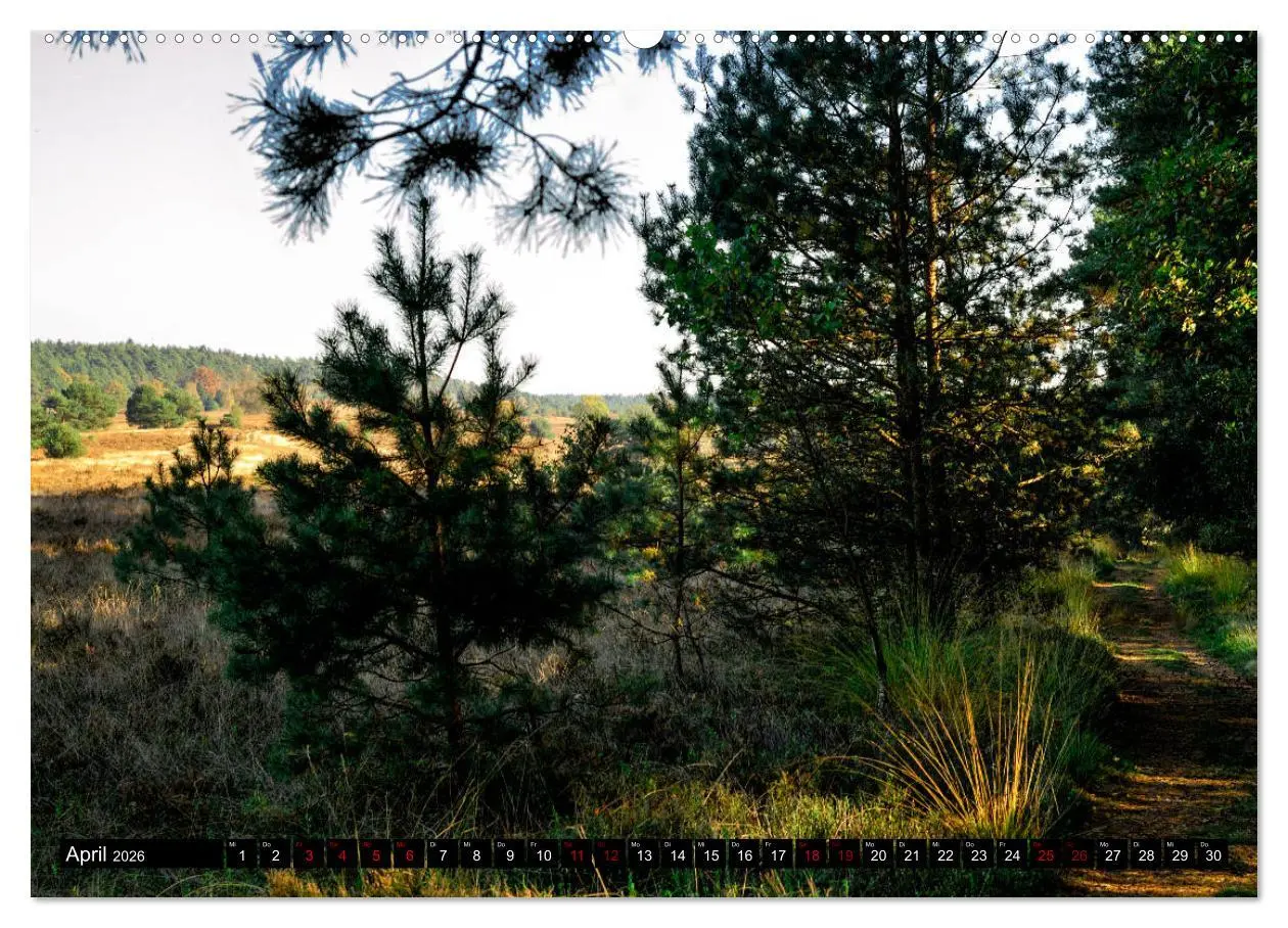 Bild: 9783457873106 | Lüneburger Heide (Wandkalender 2026 DIN A2 quer), CALVENDO...
