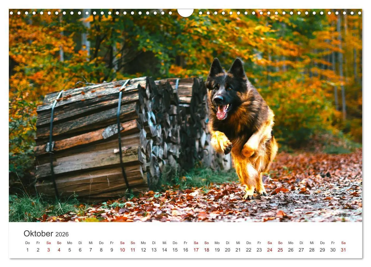 Bild: 9783457553206 | Schäferhunde - Die gutmütigen Wegbegleiter. (Wandkalender 2026 DIN...